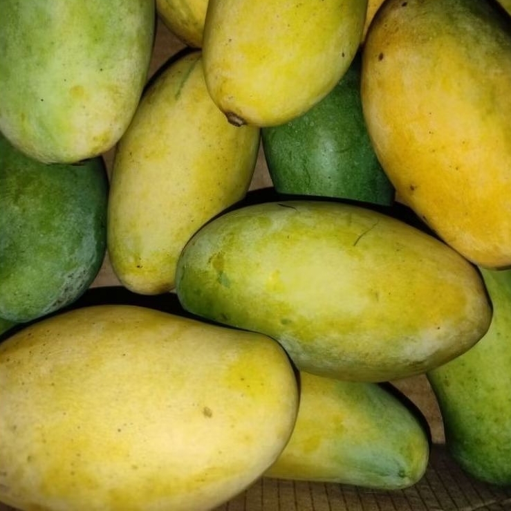 

MANGGA GOLEK MENGKEL 1kg