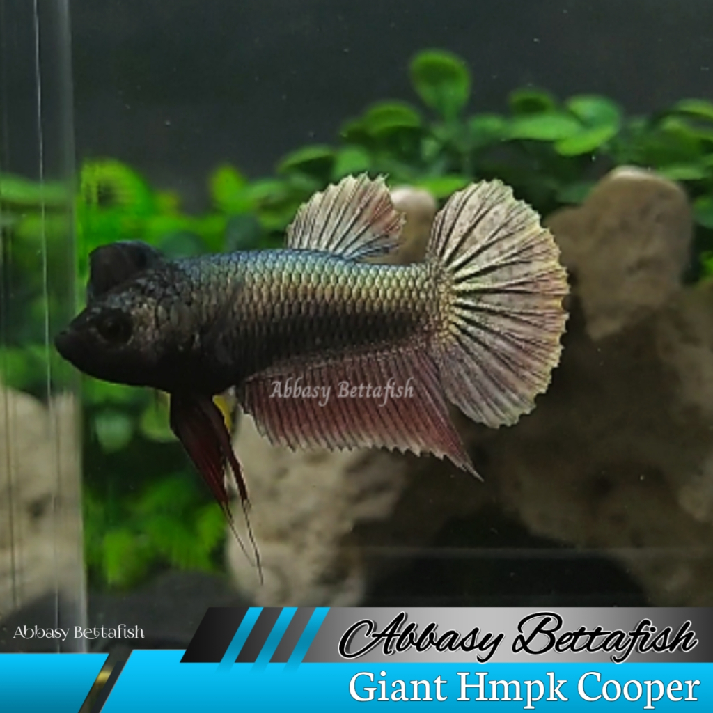 Siap Breed Giant Hmpk Cooper 4,5 Cm Female/Betina Real Picture