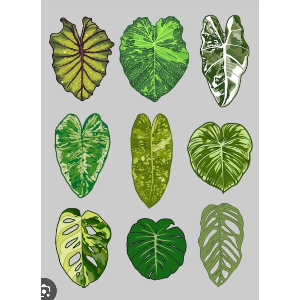 Tanaman Aroid Variegata