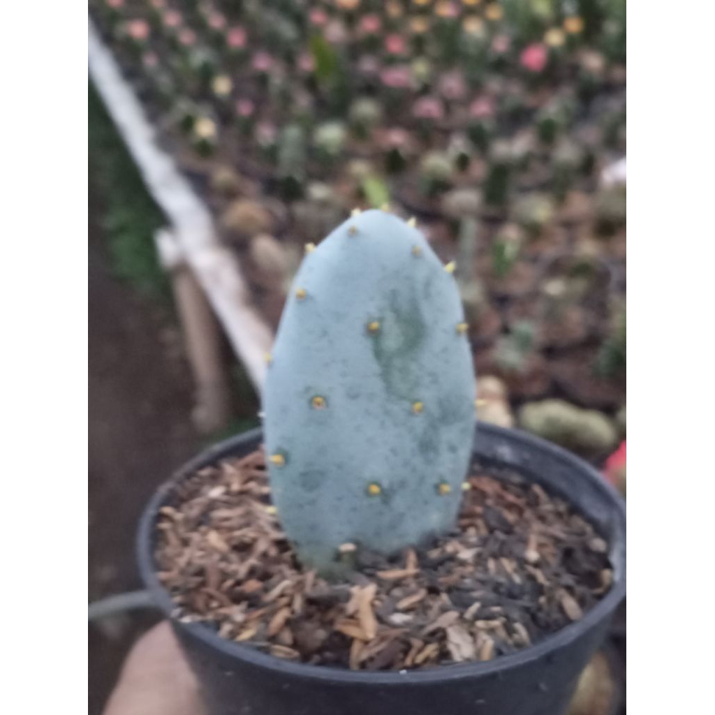 opuntia blue
