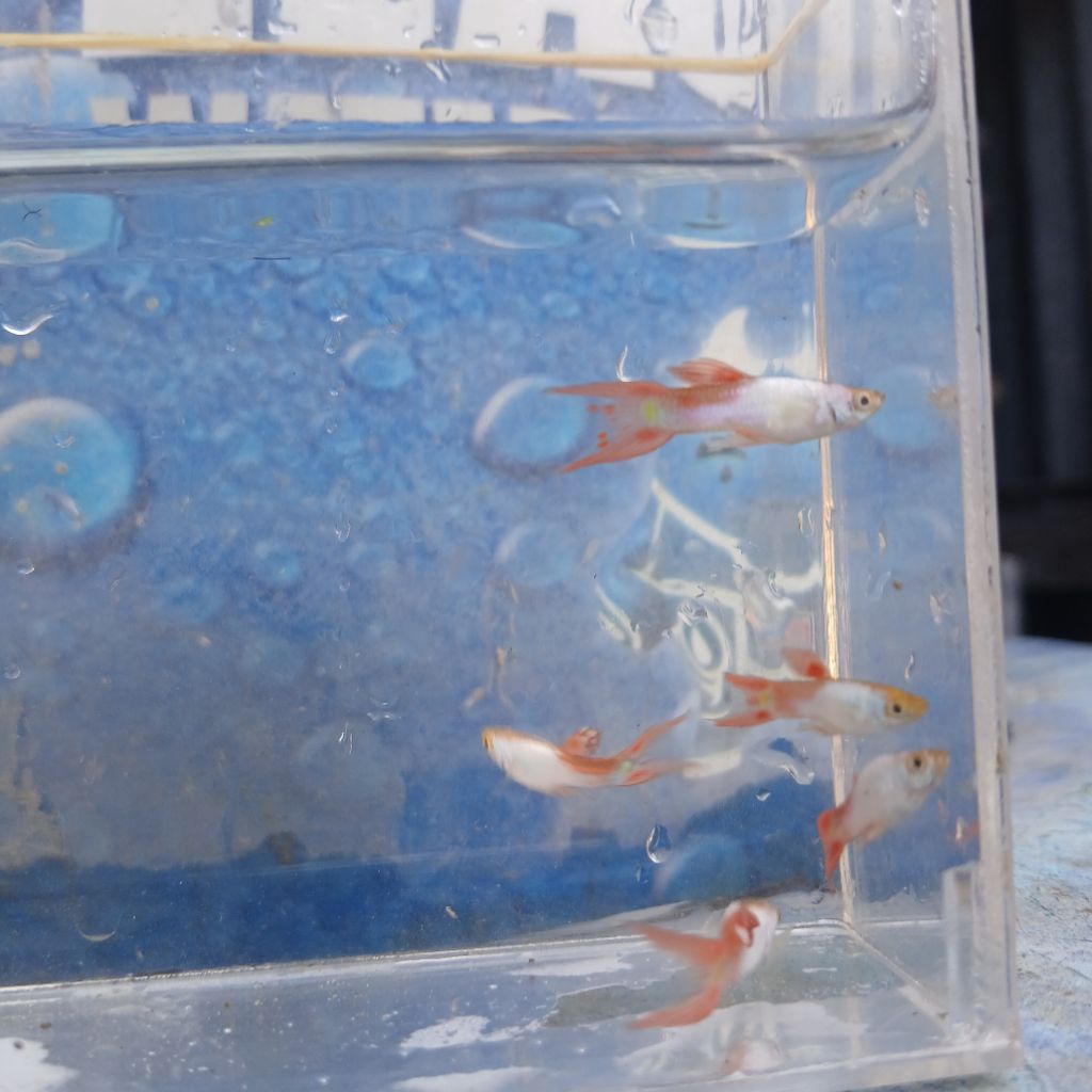 guppy siverado red double sword