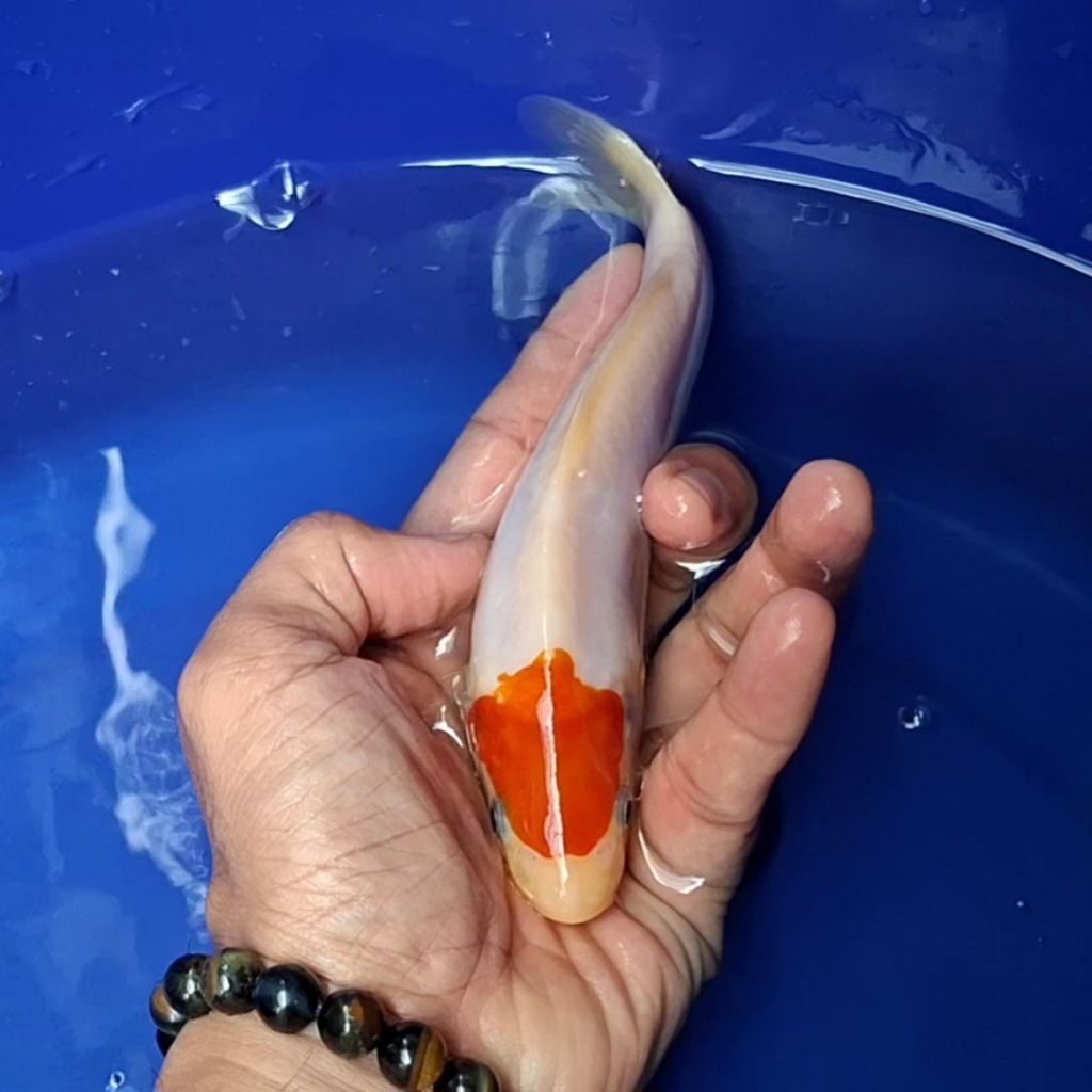 Ikan Koi Blitar Jenis Tancho / Rumah Koi Jakarta / kode 001