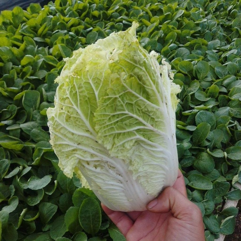 Sawi Putih / Slobor segar @500gr.