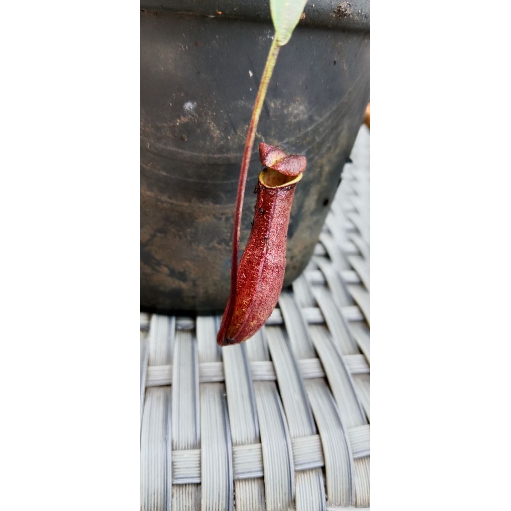 Nepenthes x Bauensis (N. gracilis x northiana)