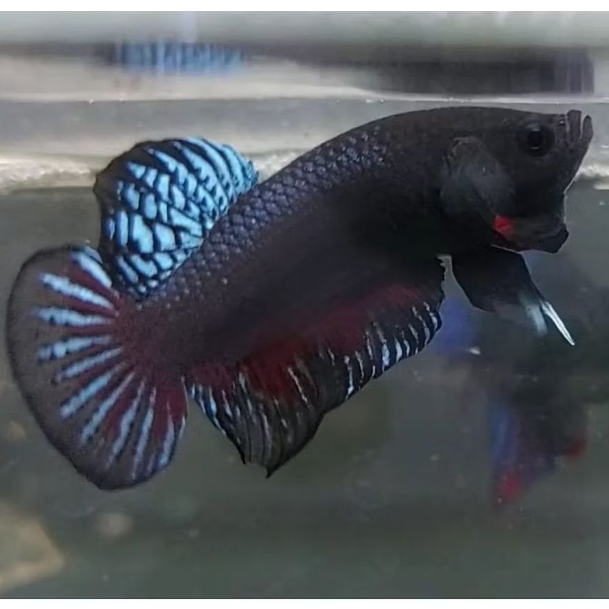 Ikan Cupang Aduan Fighter Import Anakan Kamboja Bahan Top Champion