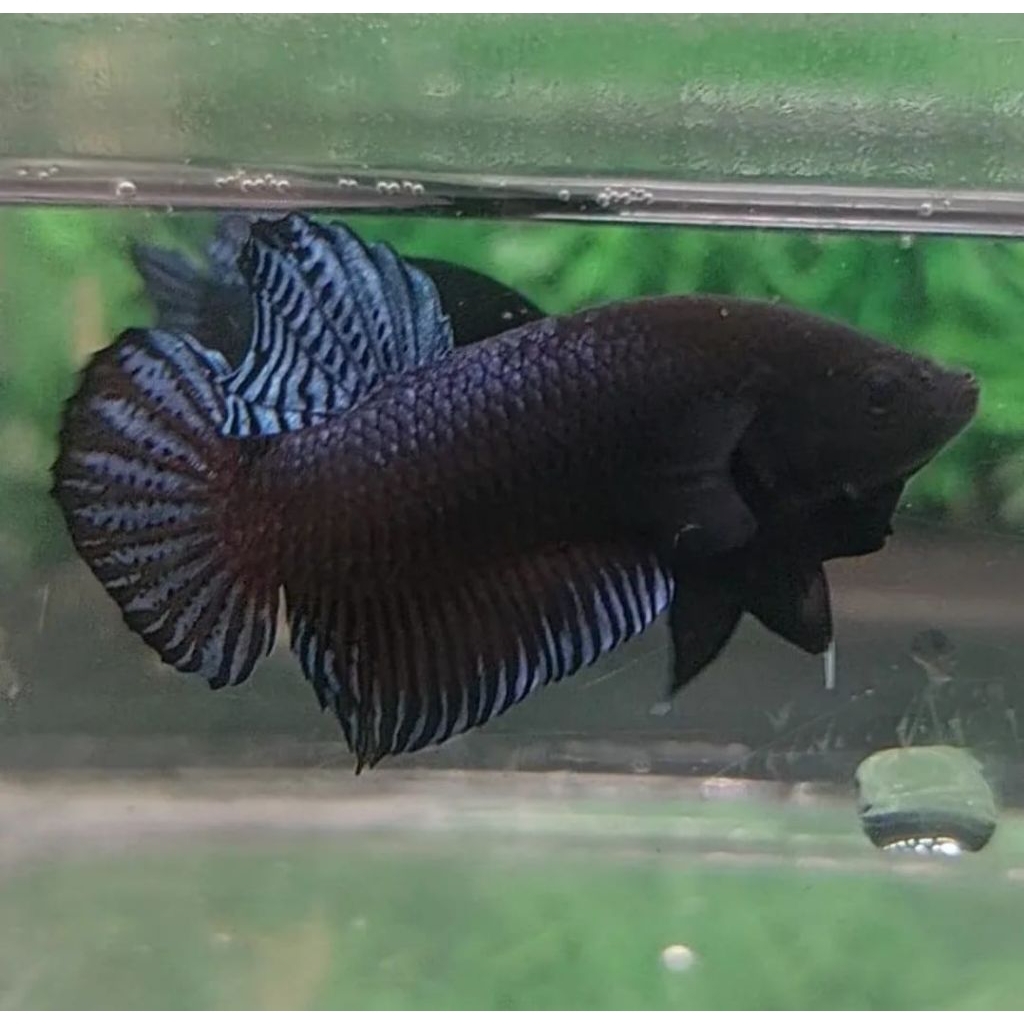 Ikan Cupang Aduan Fighter Import Anakan Singapure Bahan Top Champion