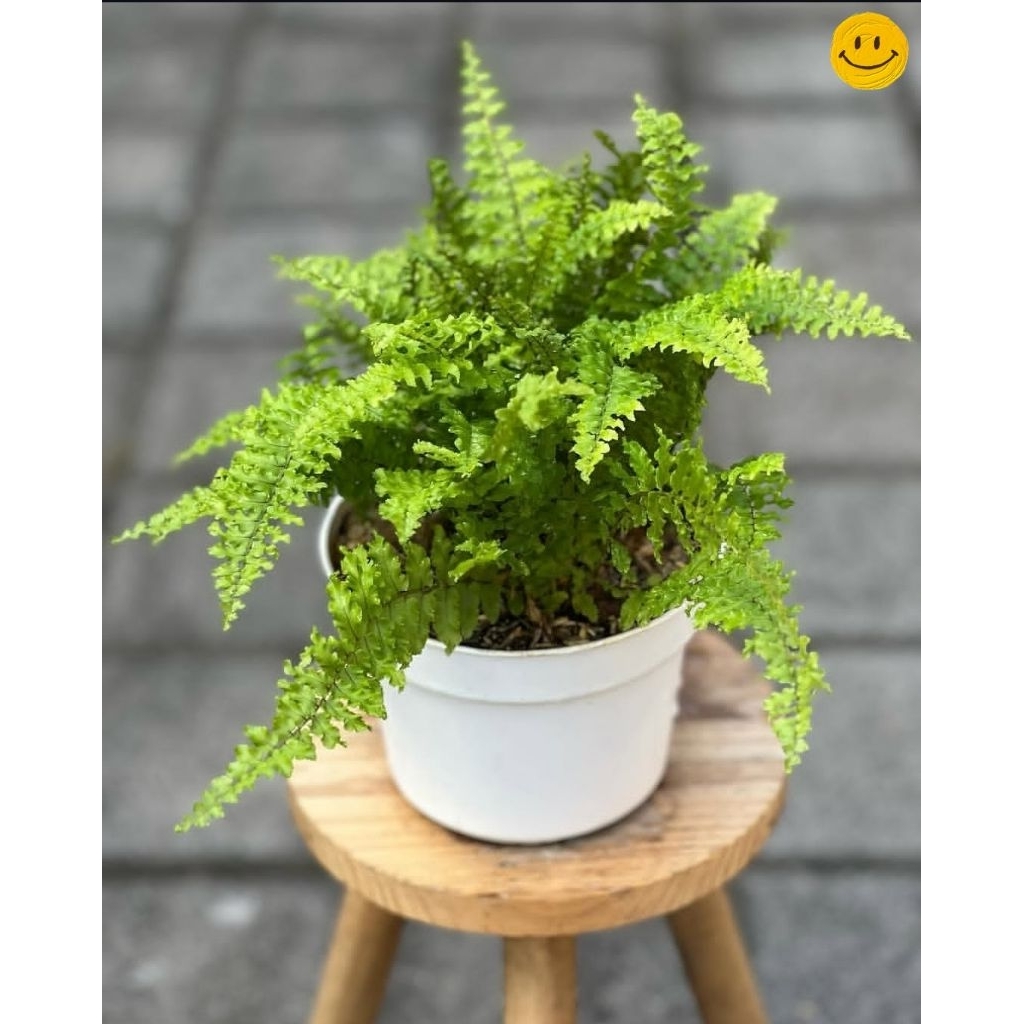 Tanaman Hias Pakis - tanaman hias indoor-outdoor