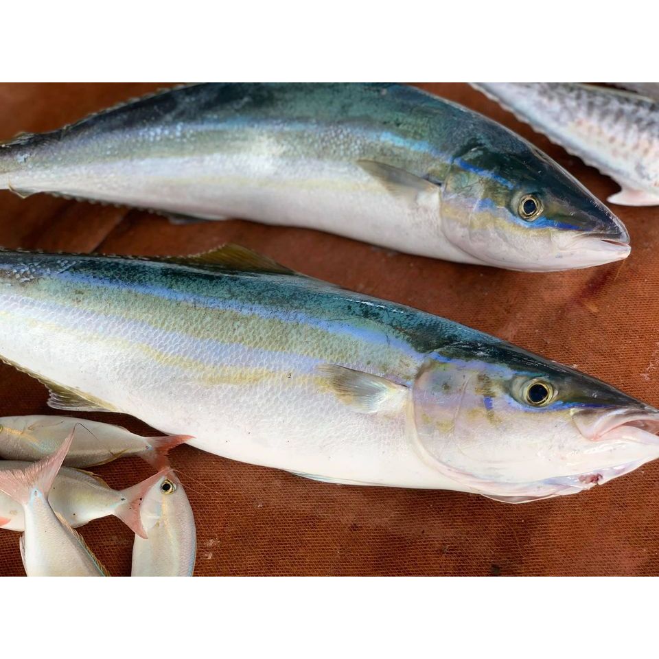 

Ikan Salem 1Kg Ikan Salem Segar Ikan Salem Salom Lokal Seafood Ikan Laut Segar