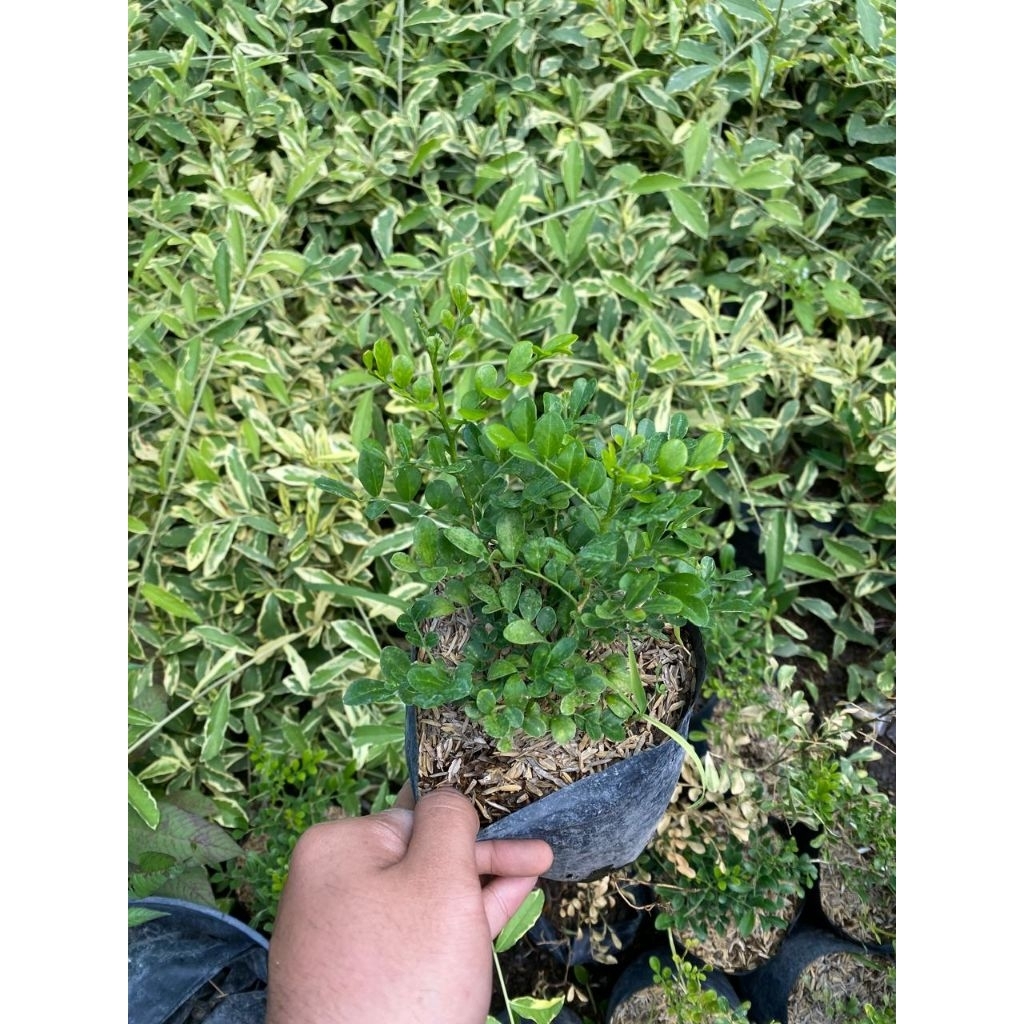 Bibit Kemuning Mikro - tanaman hias kemuning mikro