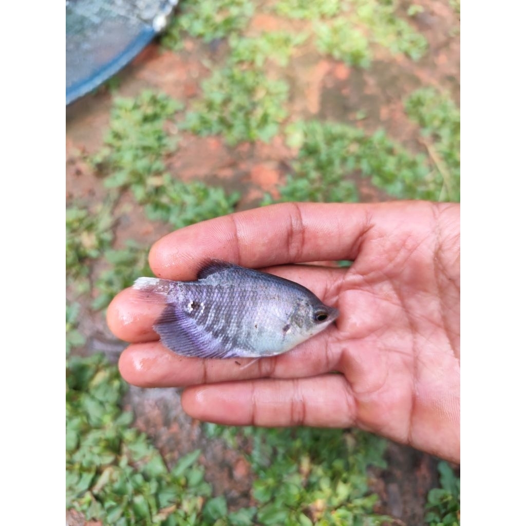 bibit ikan gurame benih ikan