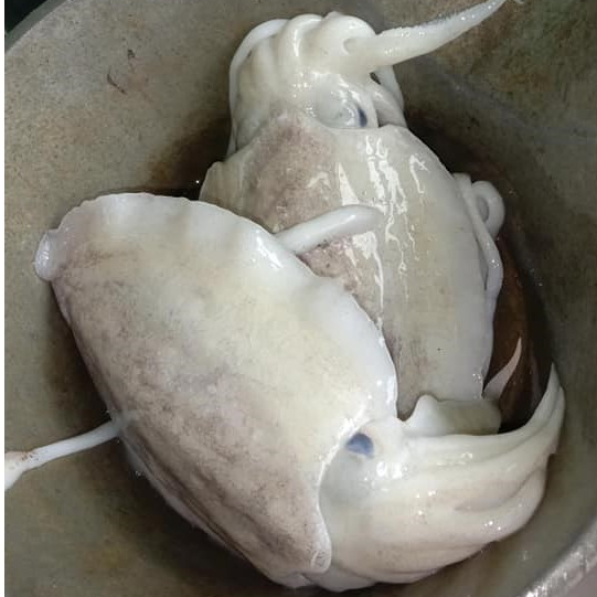 Cumi 1Kg Cumi Segar Cumi Balakutak 1Kg Balakutak Segar Blakutak Cumi Sotong Cumi Segar Cumi Basah Se
