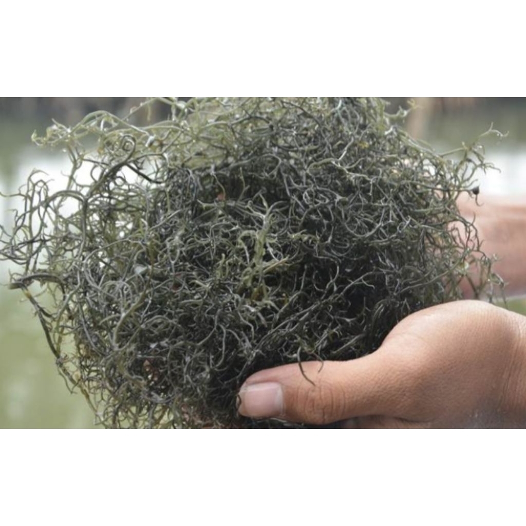 Rumput Laut Gracilaria kering 1KG