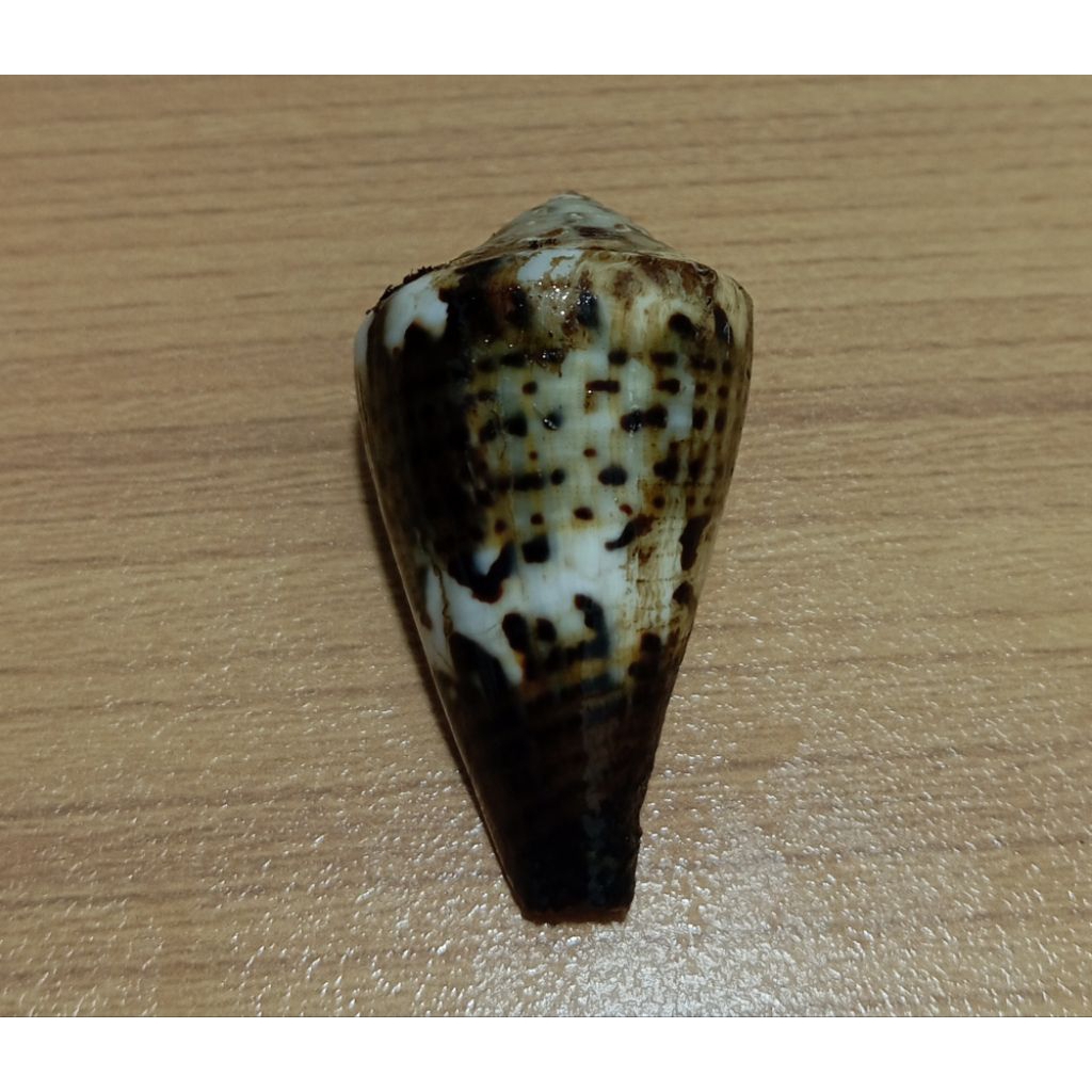 cangkang kerang Conus Capitaneus