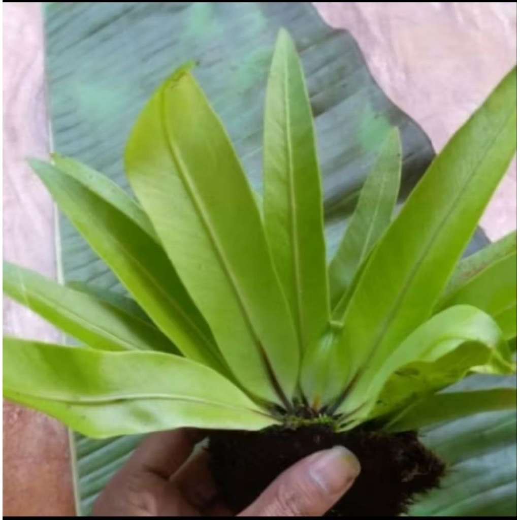 kadaka hutan, kadaka mini