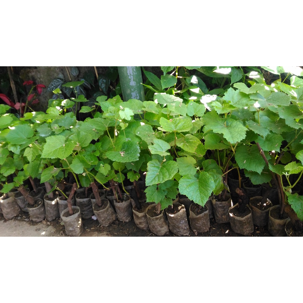 Bibit Tanaman Buah Anggur Import| Buah Anggur| Anggur Import