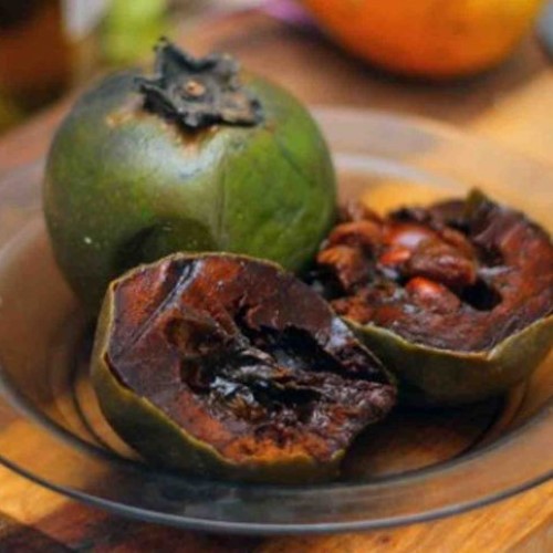 Tanaman Bibit Buah Black Saporate Biji - bibit buah black sapote - black sapote