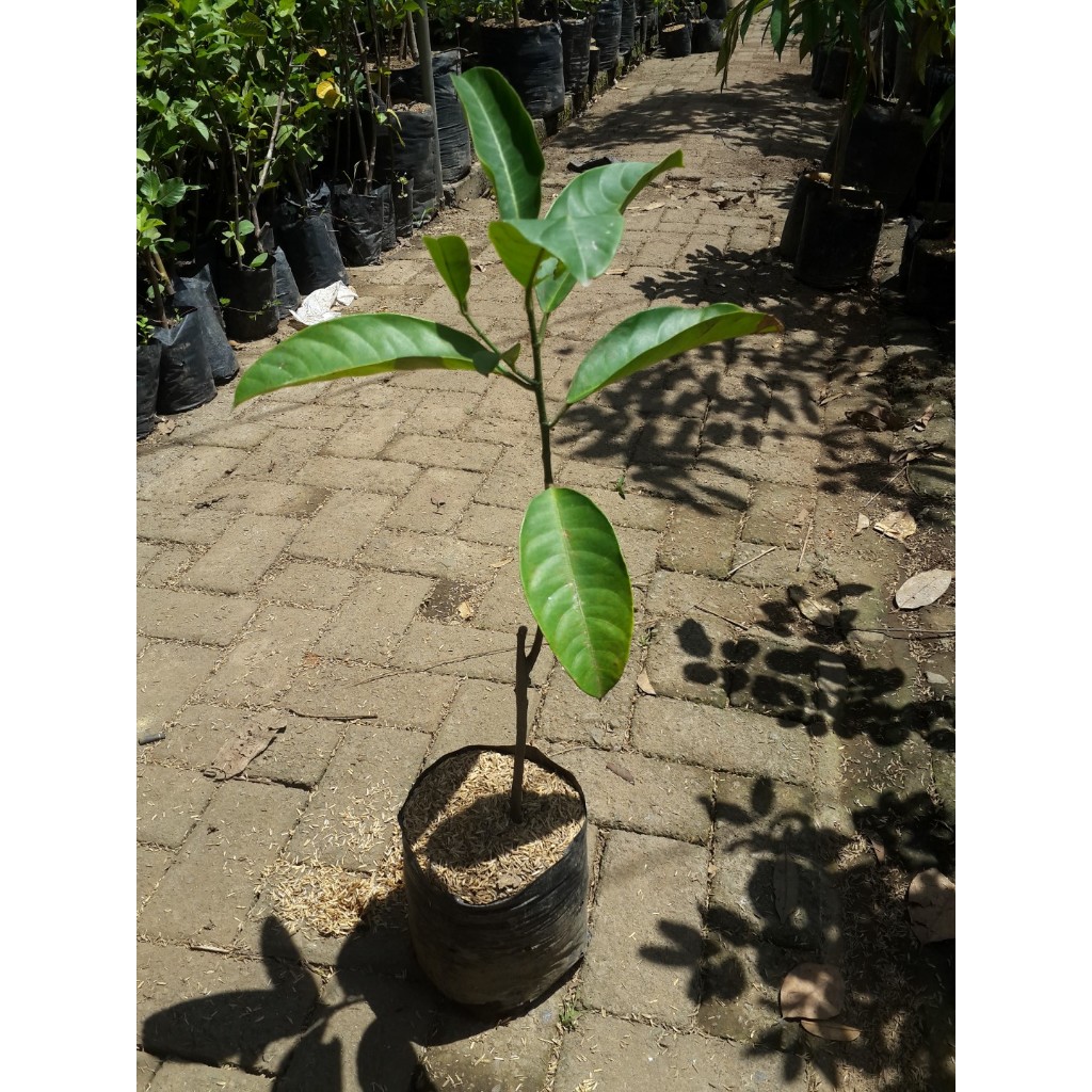 Bibit Buah Cempedak| Nangka Cempedak| BIbit Buah