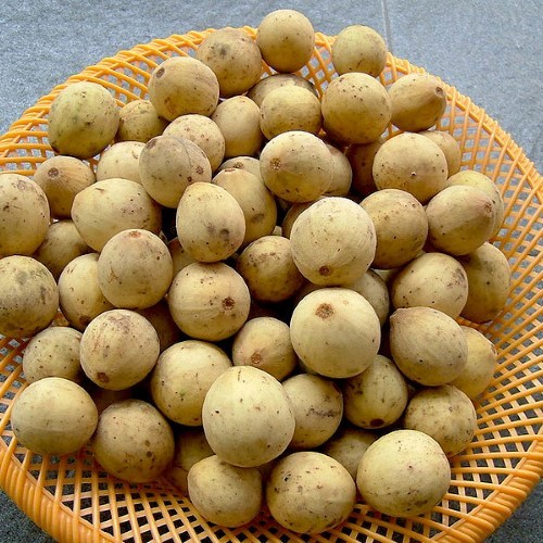 Tanaman Buah Duku Palembang - bibit buah - bibit duku palembang - duku palembang