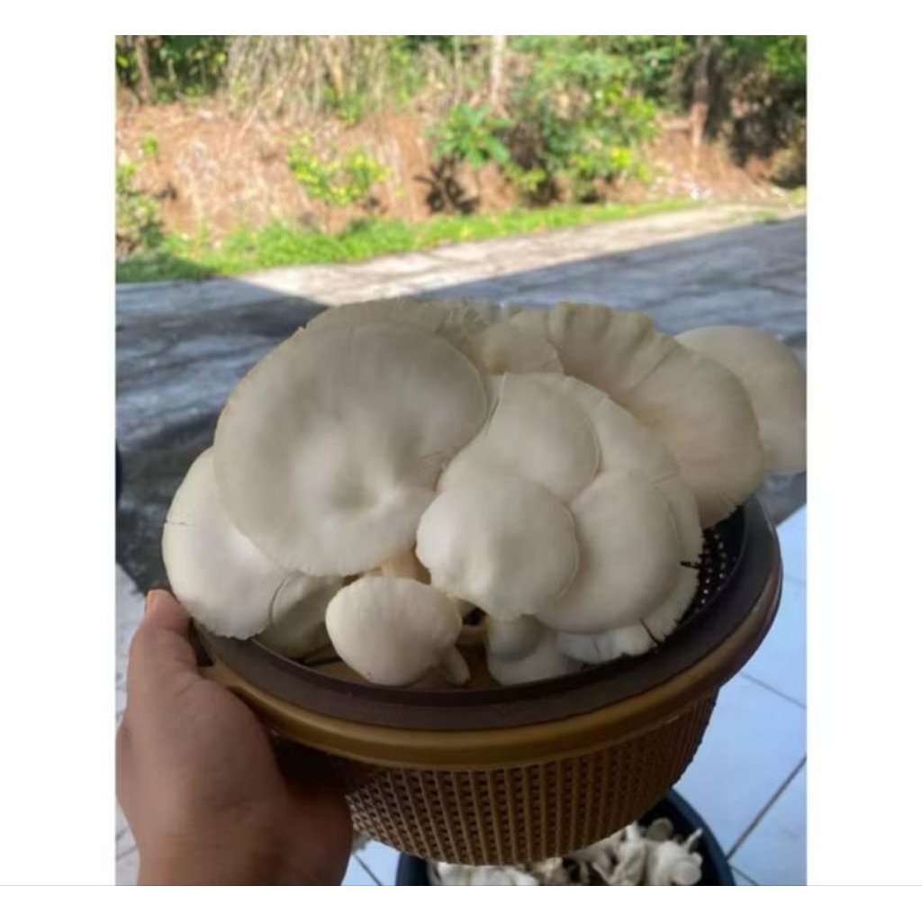 

JAMUR TIRAM SEGAR NGAWI MADIUN MAGETAN