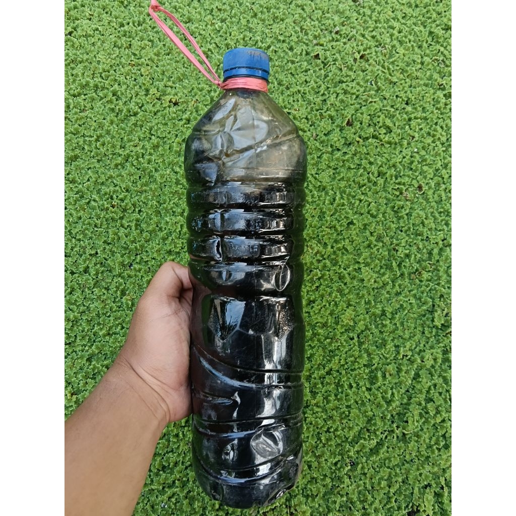 pupuk azolla 1.5 literr, pupuk semprot azolla racikan sendiri alami dijamin azolla kalian hijau dan 