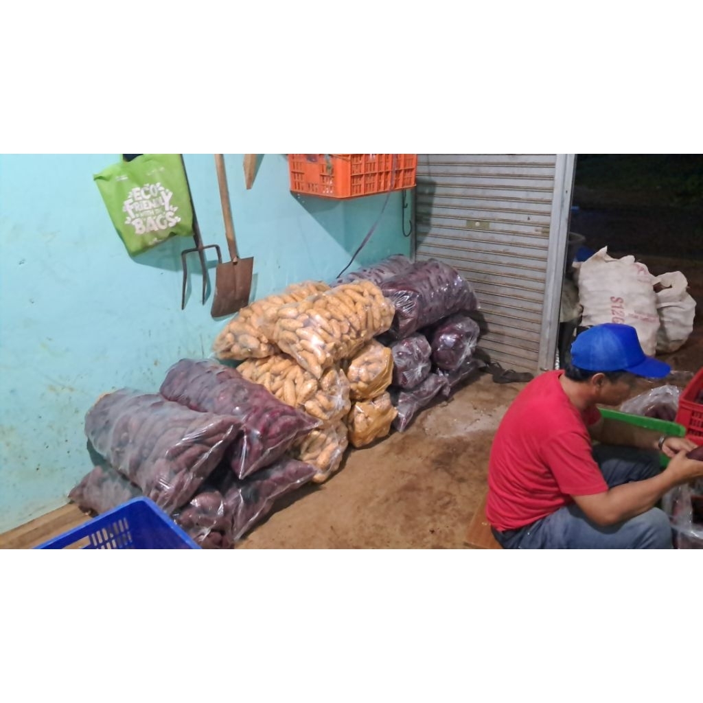 ubi cilembu/madu, ubi ungu murasaki, ubi oren/golden, ubi jepang/beniazuma, ubi merah sosis, ubi ase