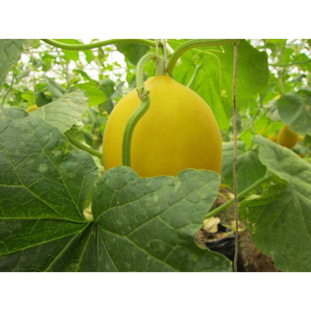 BENIH MELON GOLDEN SUPER PREMIUM BENIH PILIHAN TERJAMIN