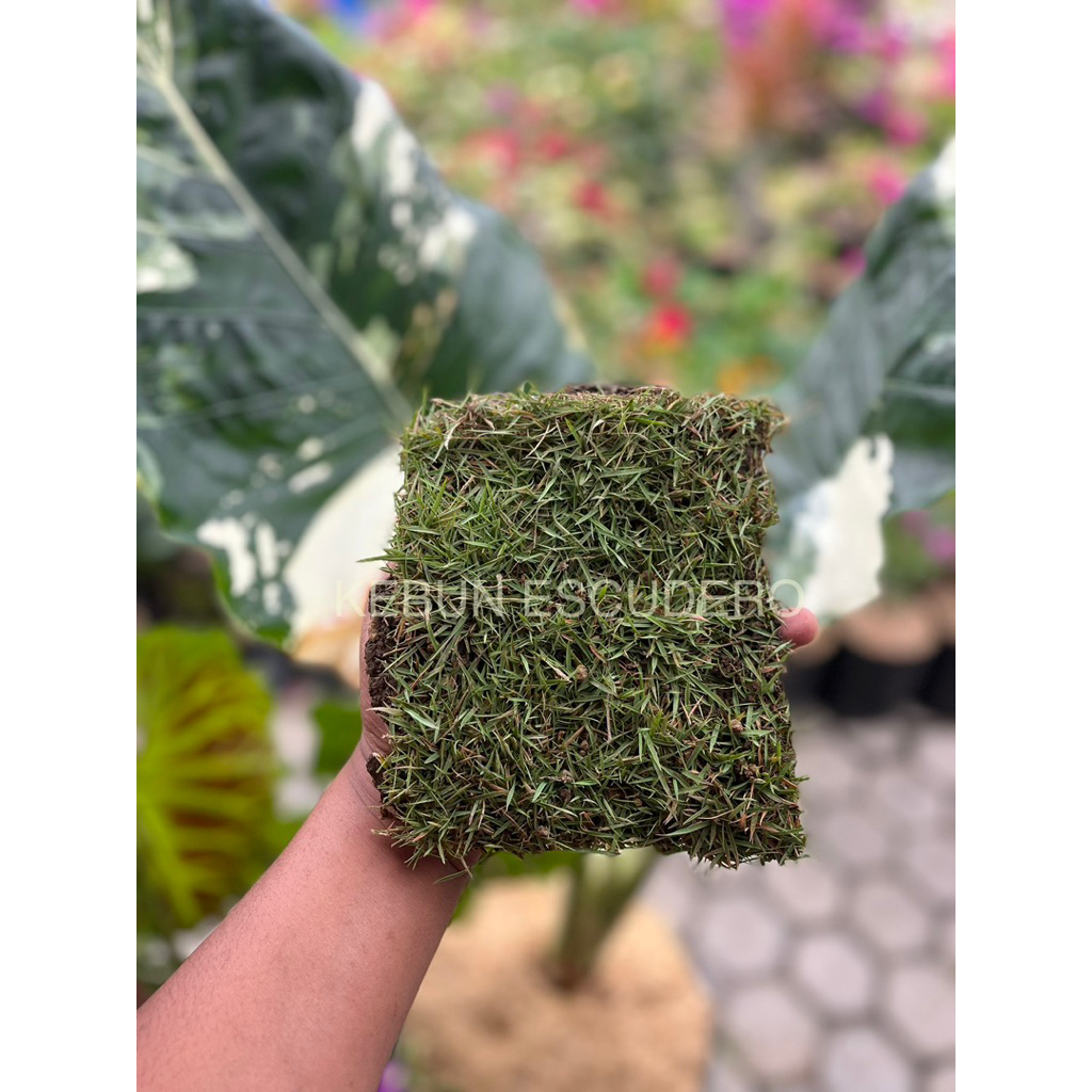 Rumput Jepang - Tanaman Hias Rumput Jepang - Rumput Jepang Hidup Perkotak - Rumput Jepang Murah