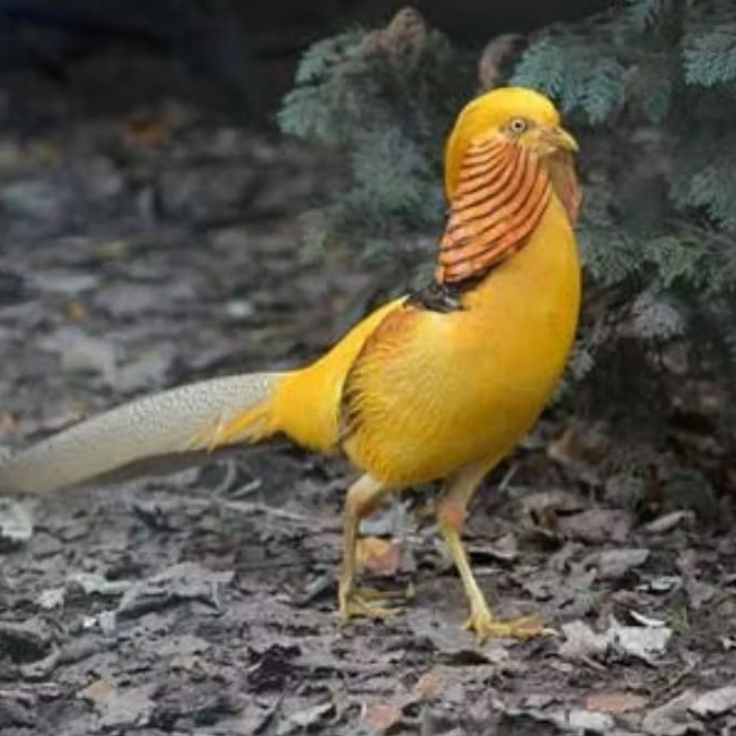 telur ayam hias Yellow pheasant fertil original