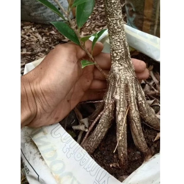Bahan bonsai beringin kimeng program pecah batang