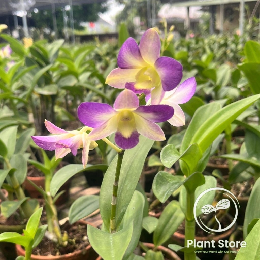 PROMO ANGGREK DENDROBIUM DEWASA / BUNGA ANGGREK DENDROBIUM DEWASA