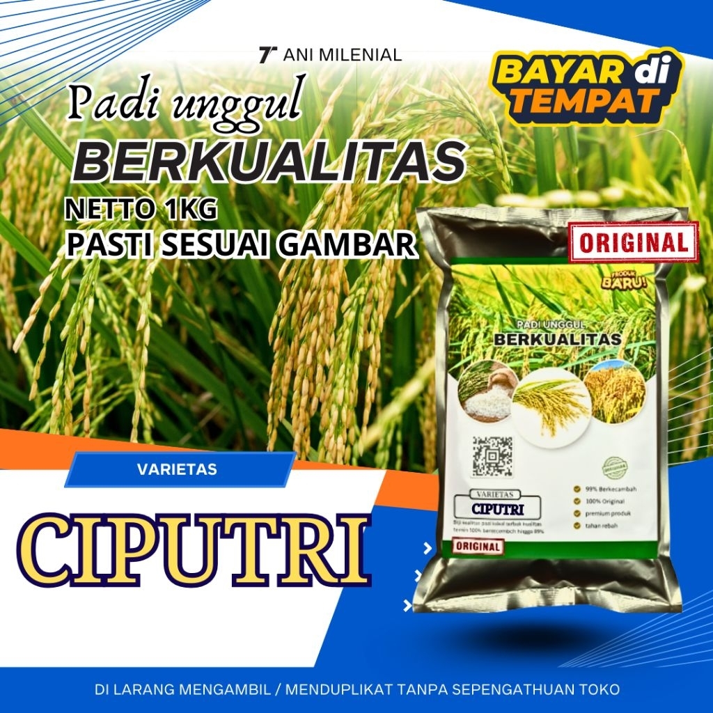 PADI UNGGUL CIPUTRI BIBIT UNGGUL