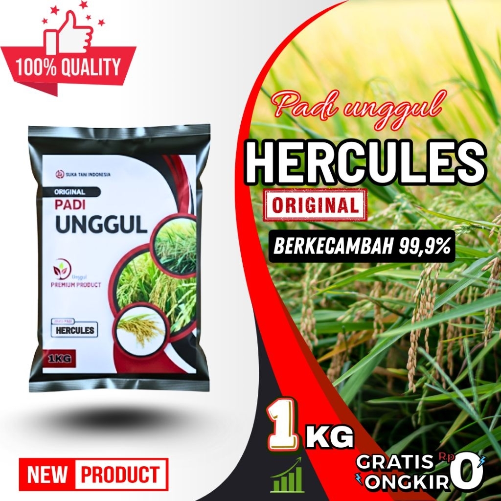 Benih padi genjah benih padi hercules kemasan 5kg