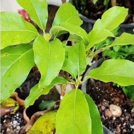 Bibit alpukat unggul buah lebat siap tanam