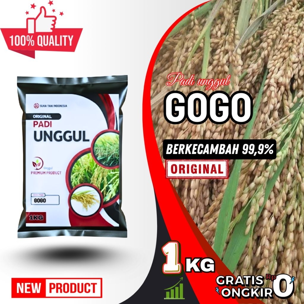 Benih padi unggul gogo padi huma
