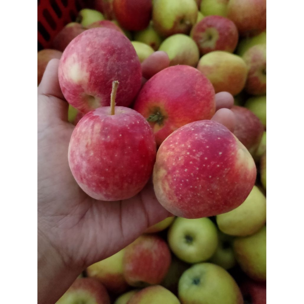 apel ana campur 1 kg / isi 10-15 buah / apel batu / apel malang