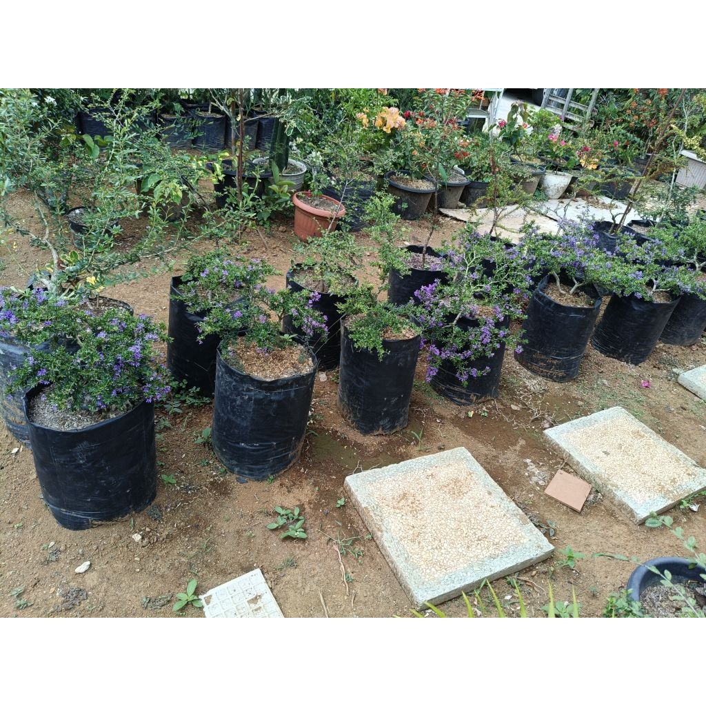 saeng simbur mikro Vietnam