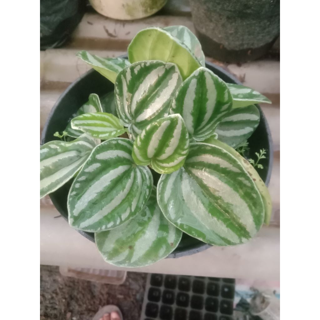 Peperomia semangka / watermelon/ belimbing Varigata 3 plant