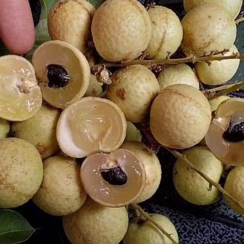 Bibit buah kelengkeng matalada| Kelengkeng matalada Berbunga