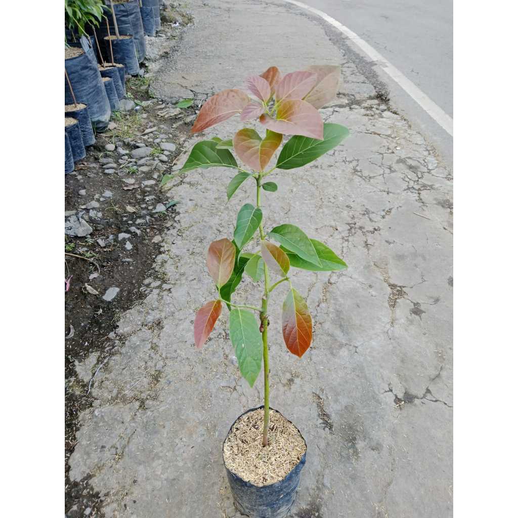 Bibit Buah Alpukat Kelud