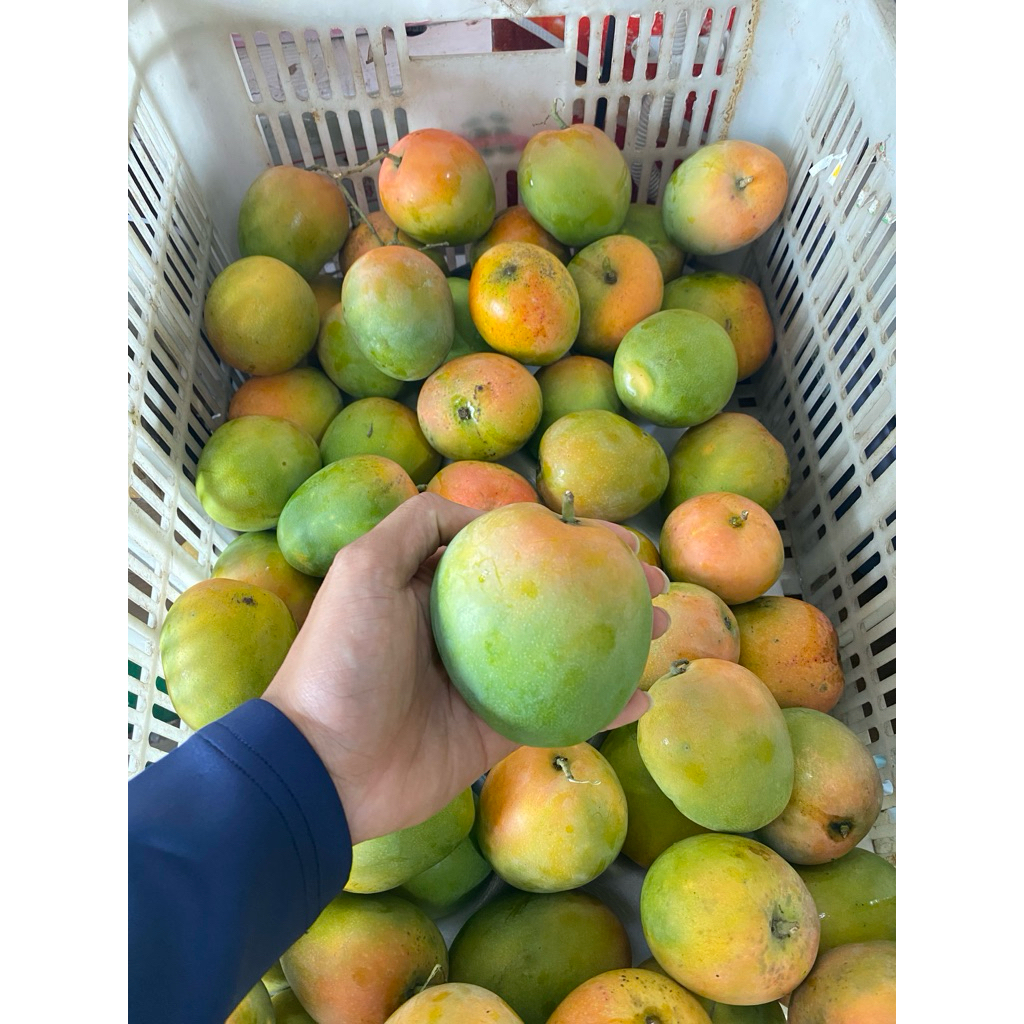 Buah Mangga Gincu Fresh / Mangga Gincu Super / 1 Kg