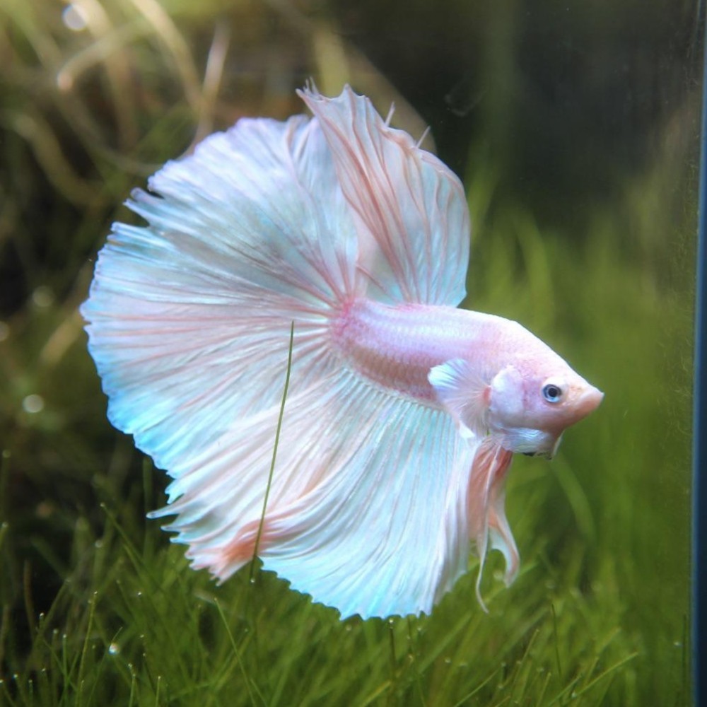 Halfmoon Pink ukuran M-L Cupang hiasan kamar