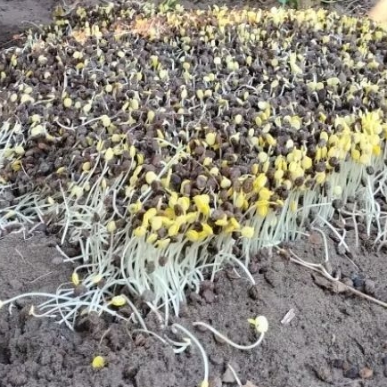 SAYUR ALE / CAMBAH ALE / SAMBEL ALE / TAOGE ALE 250 gram belom kupas