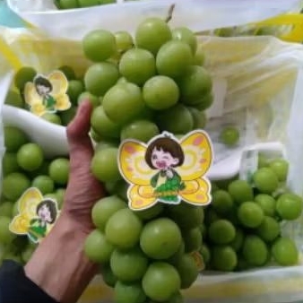 Buah Anggur Shine Muscat mutu terbaik per 1 bok krat