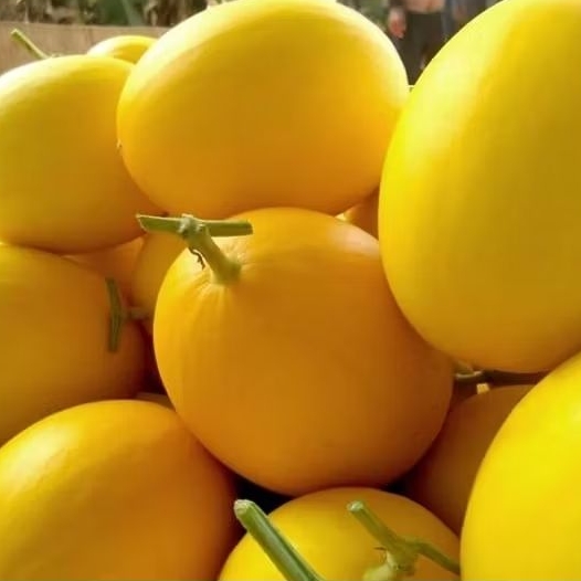 Melon Golden 1 buah