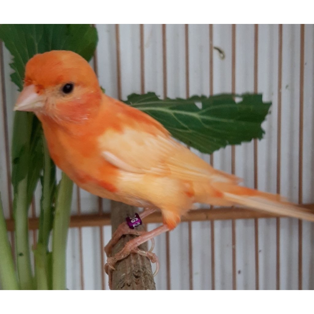 Kenari merah lokal Bahan fik jantan usia 3 bln