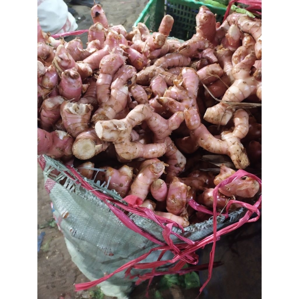 Lengkuas Laos laja 1kg