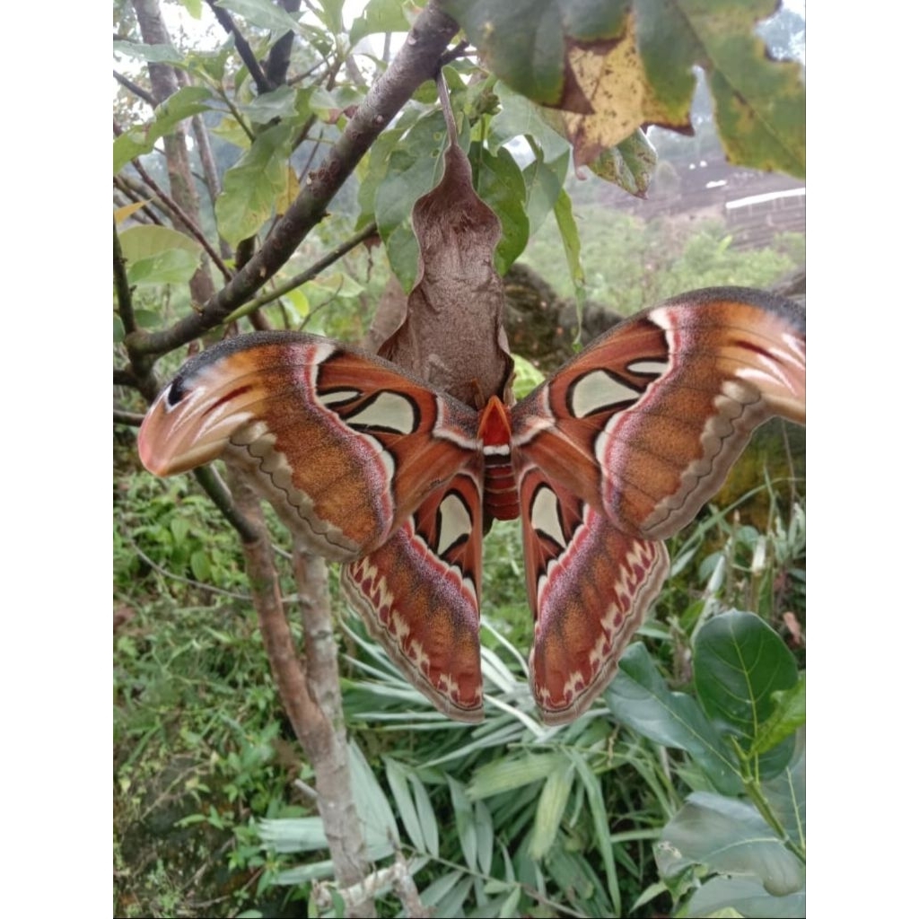 Kupu kupu Samia diawetkan