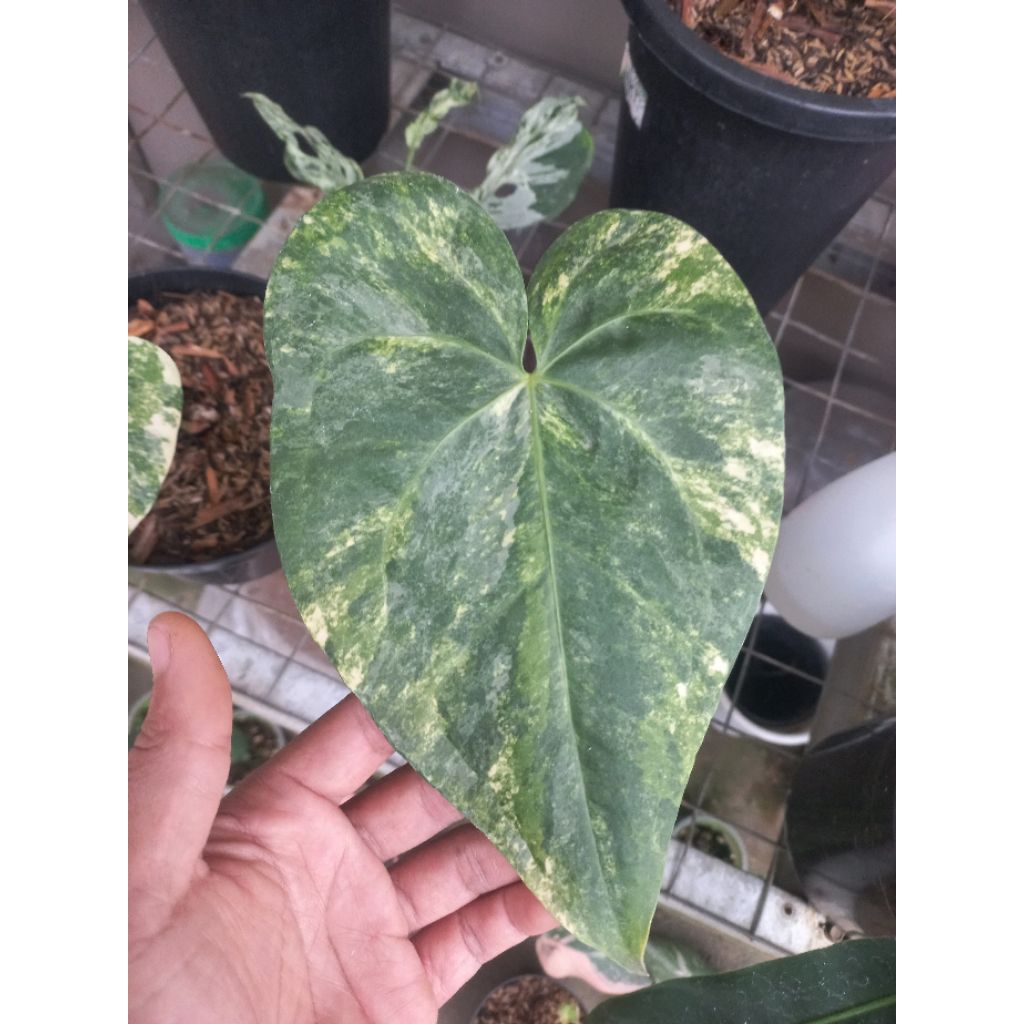 Tanaman Hias Antharium Kuping Gajah Sweet Love Variegata