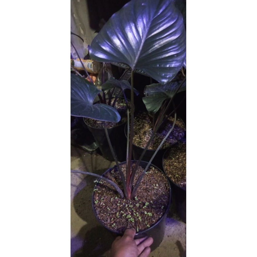 Tanaman Homalomena Black, atau Homalomena Hitam,