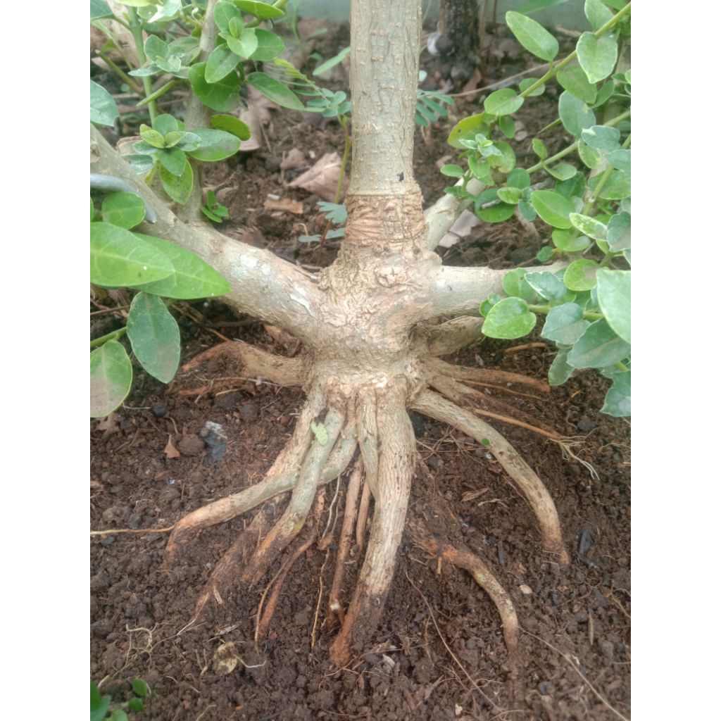 sancang bahan mame akar mutar dan kuat